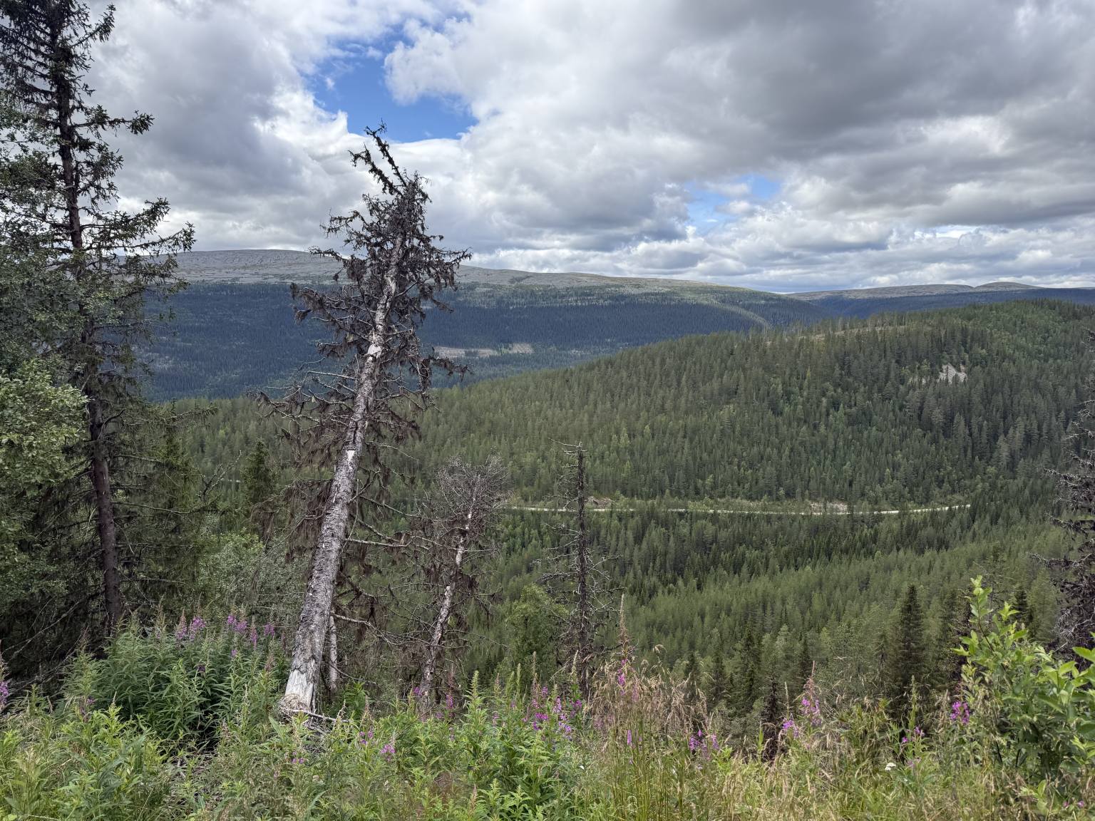 Skog og vidde i Engerdal